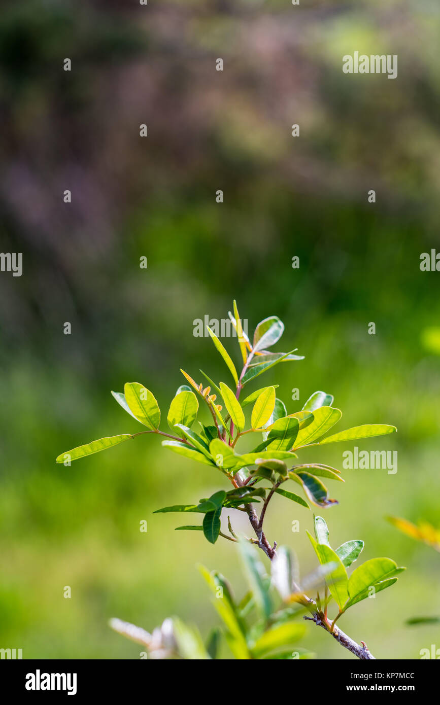 Green forest tree branches in sunlight Stock Photo - Alamy