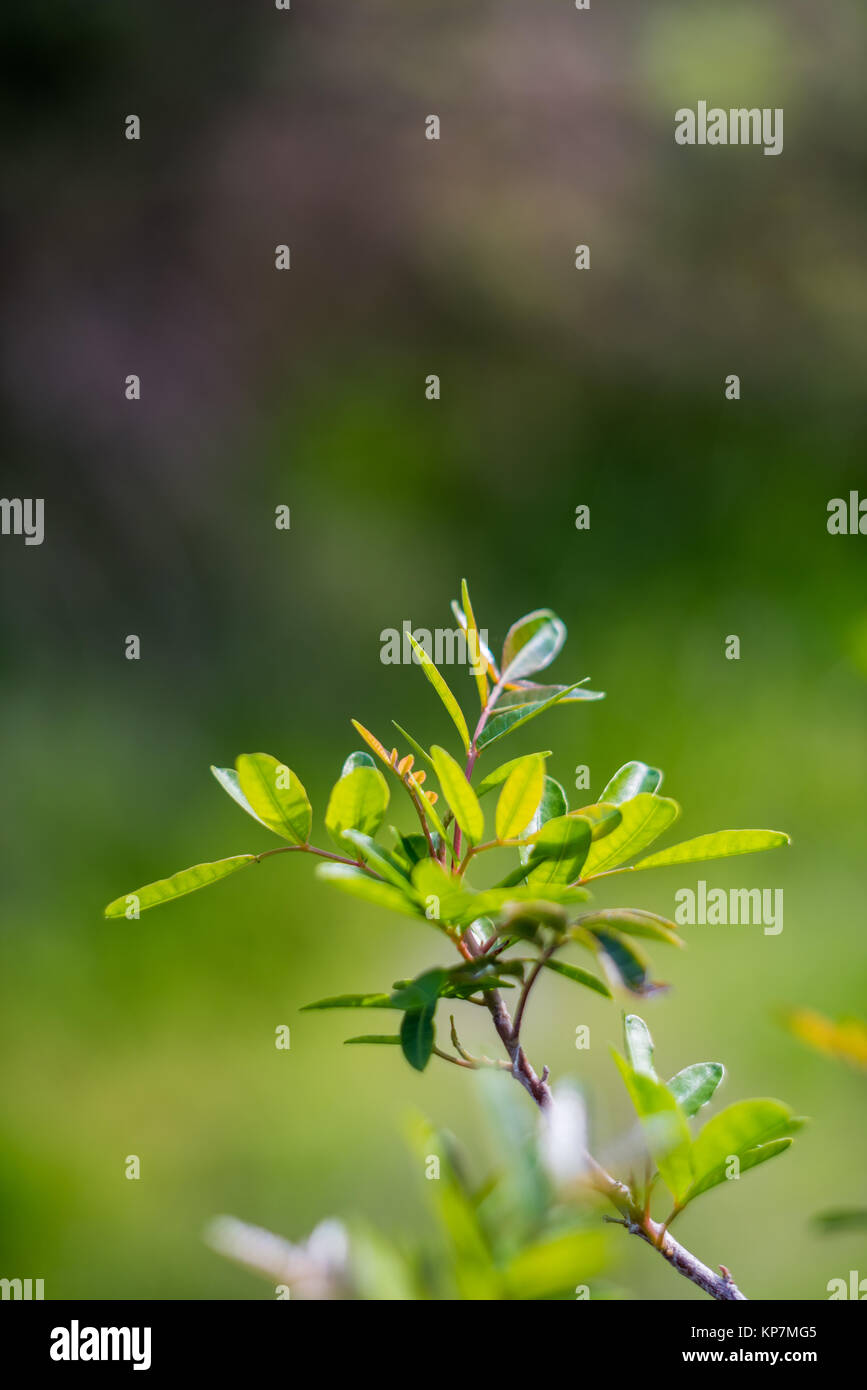 Green forest tree branches in sunlight Stock Photo - Alamy
