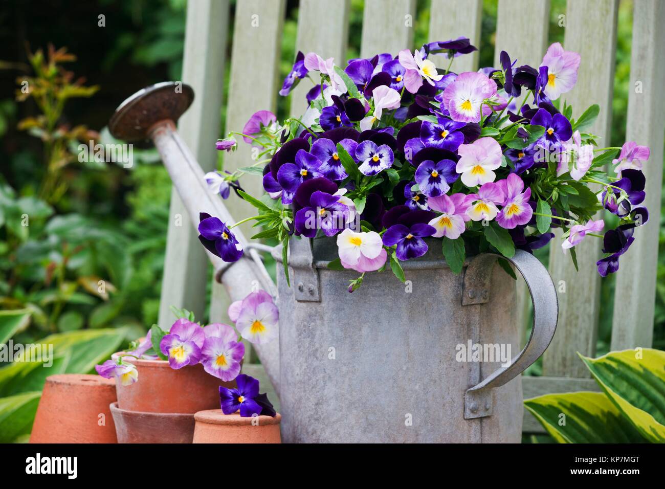 Viola flowers in vintage metal watering can Stock Photo Alamy