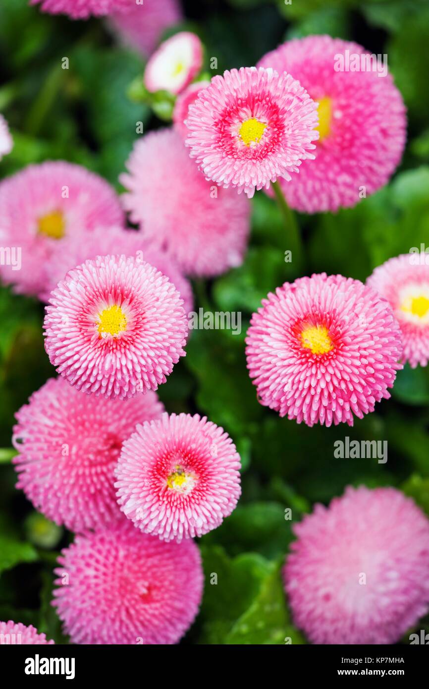 English Daisy (Bellis perennis) Variety Bellissima Rose Stock Photo
