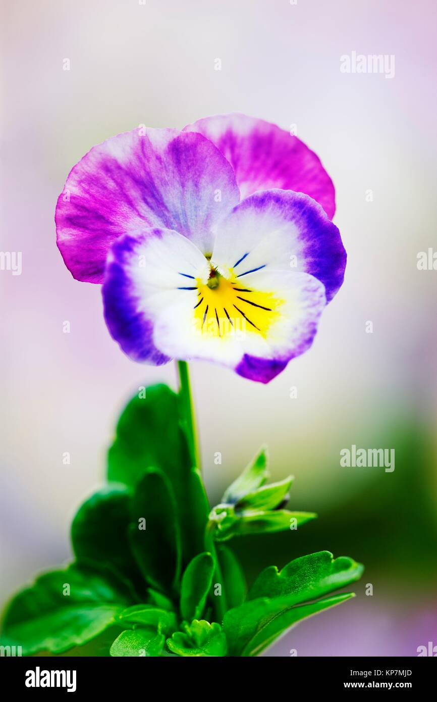 Viola flowers close up variety F1 Deltini Rose Pink Stock Photo Alamy