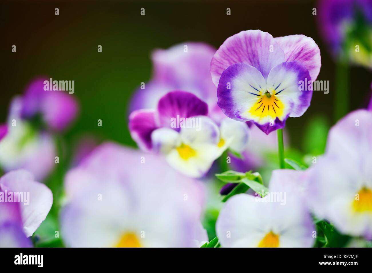 Viola flowers close up variety F1 Deltini Rose Pink Stock Photo