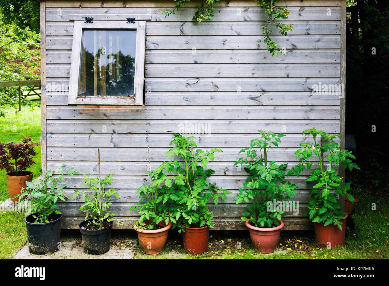 Tomato plants growing outdoors against a wooden garden shed Stock Photo