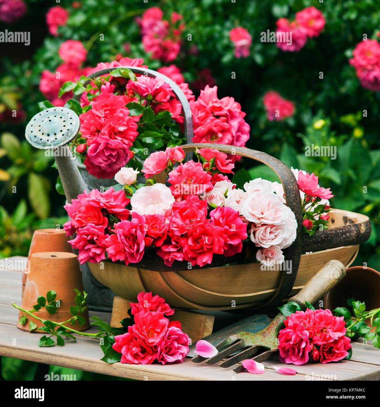 Watering can rose hi-res stock photography and images - Alamy