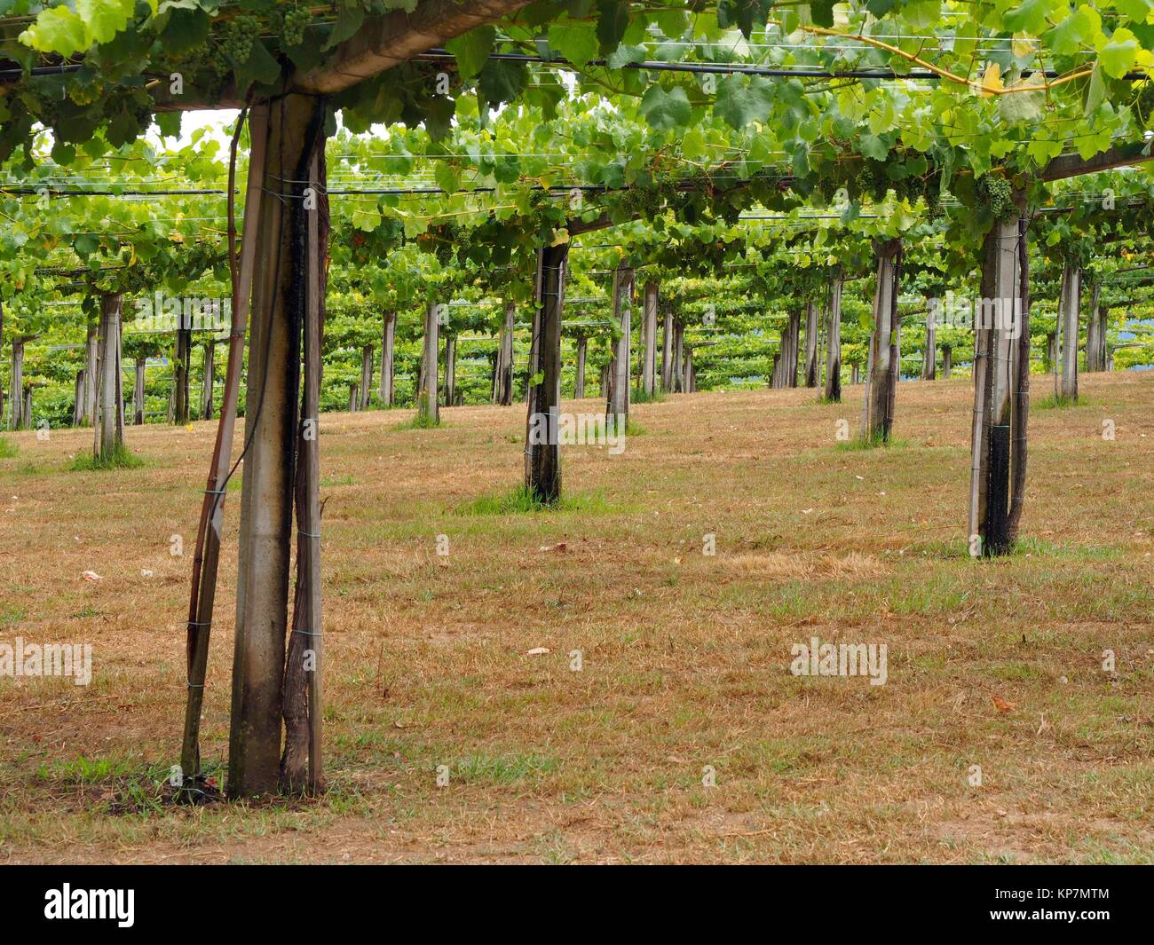 Ribadulla hires stock photography and images Alamy