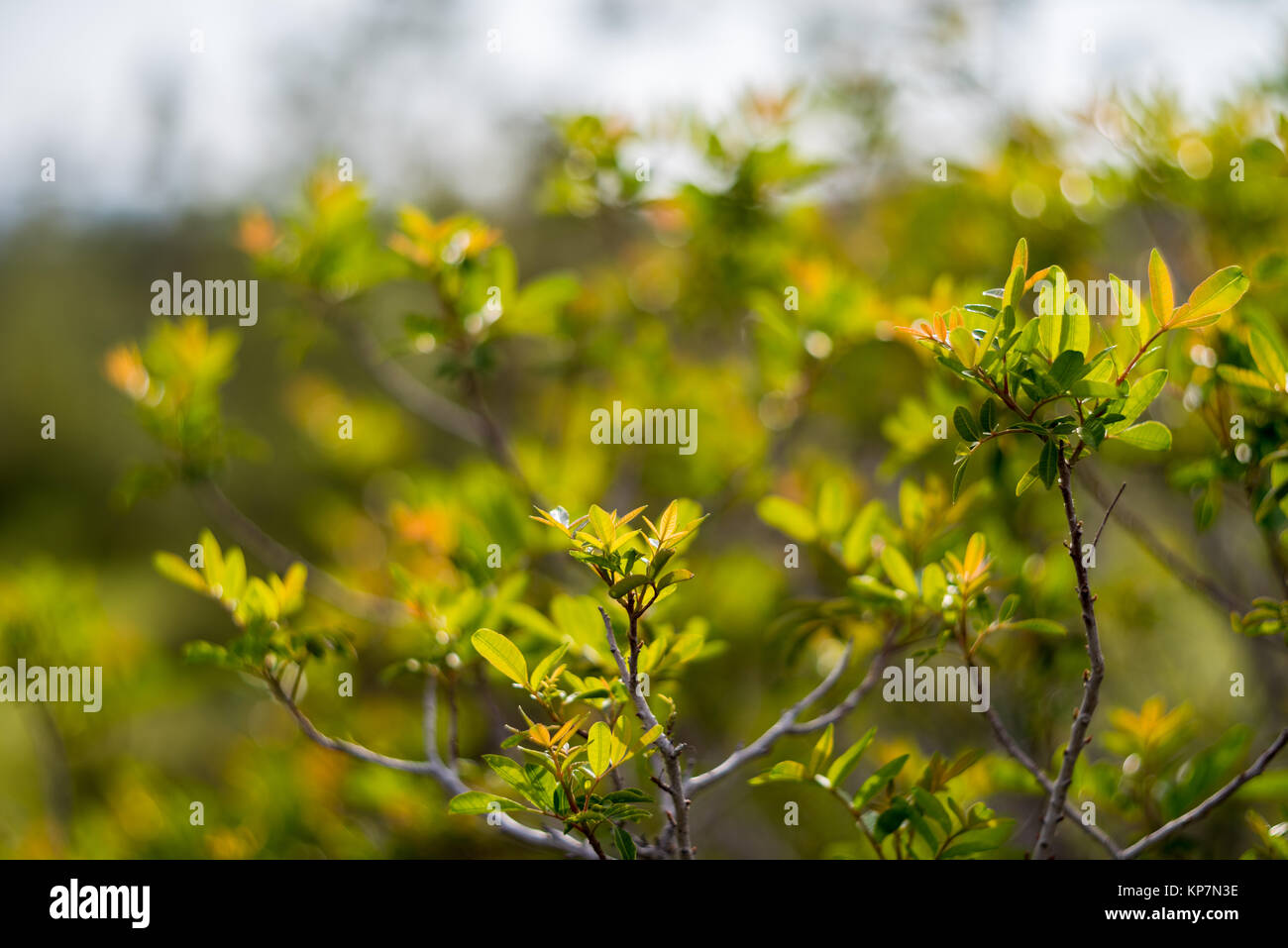 Green forest tree branches in sunlight Stock Photo - Alamy