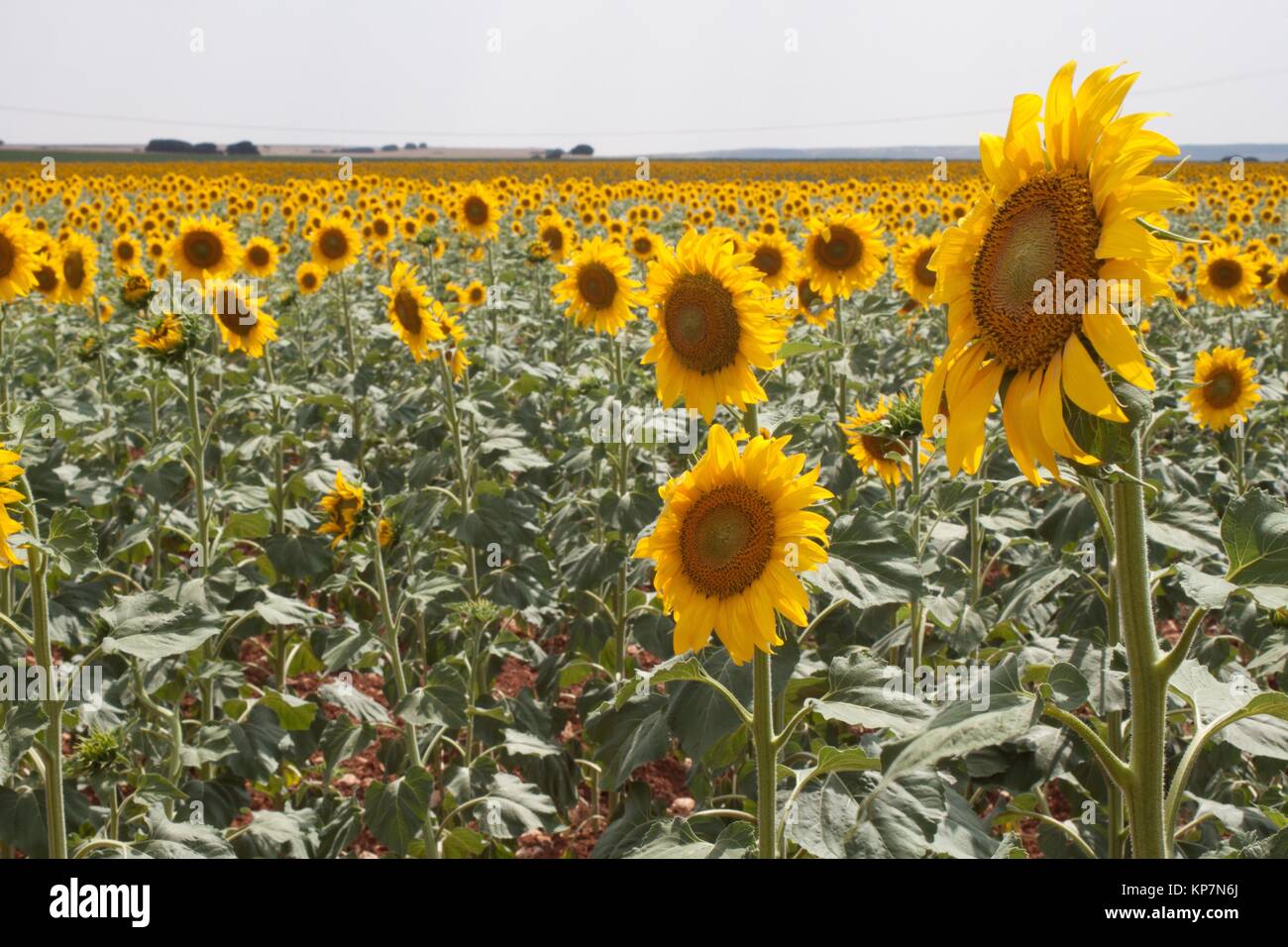 Fields of sunflowers, campo de girasoles, Cuenca, Spain Stock Photo