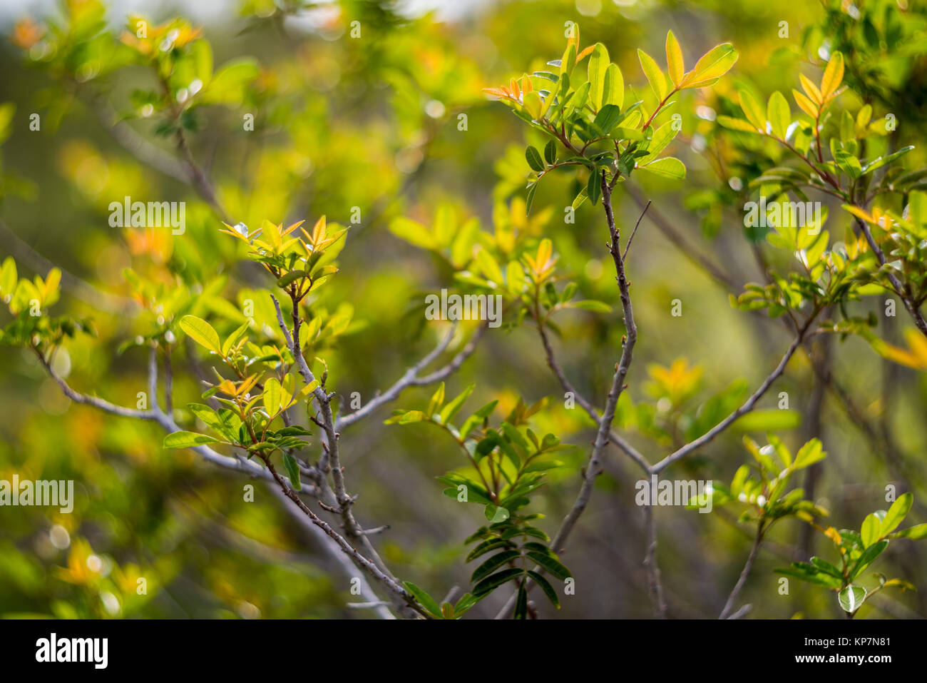 Green forest tree branches in sunlight Stock Photo - Alamy