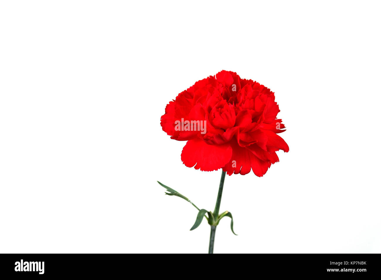 Red carnation over white Stock Photo Alamy