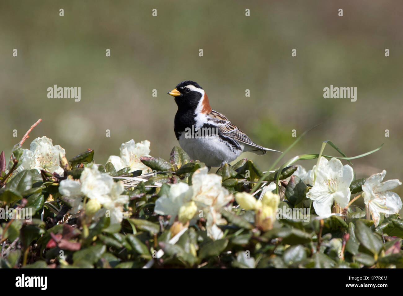 male LAPLAND BUNTING that sits on a flowering Labrador tea bush in the