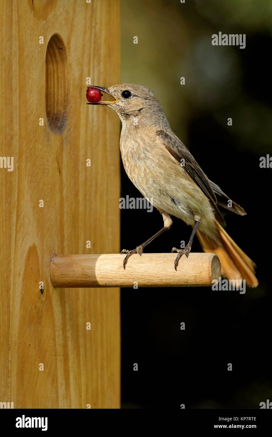 Garden redtail with currant at the nest box Stock Photo