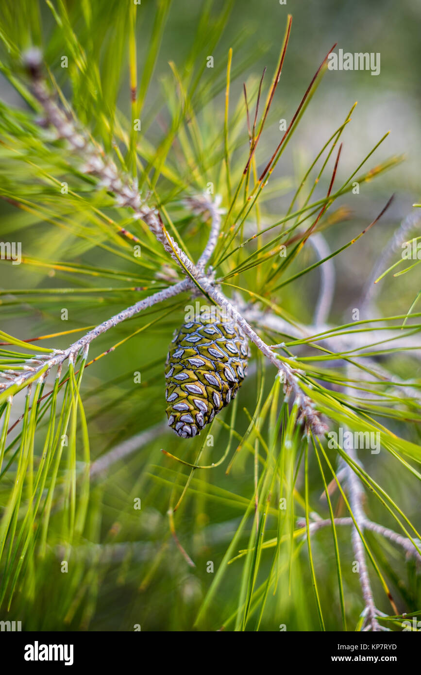 Pine cone close-up in green frest Stock Photo