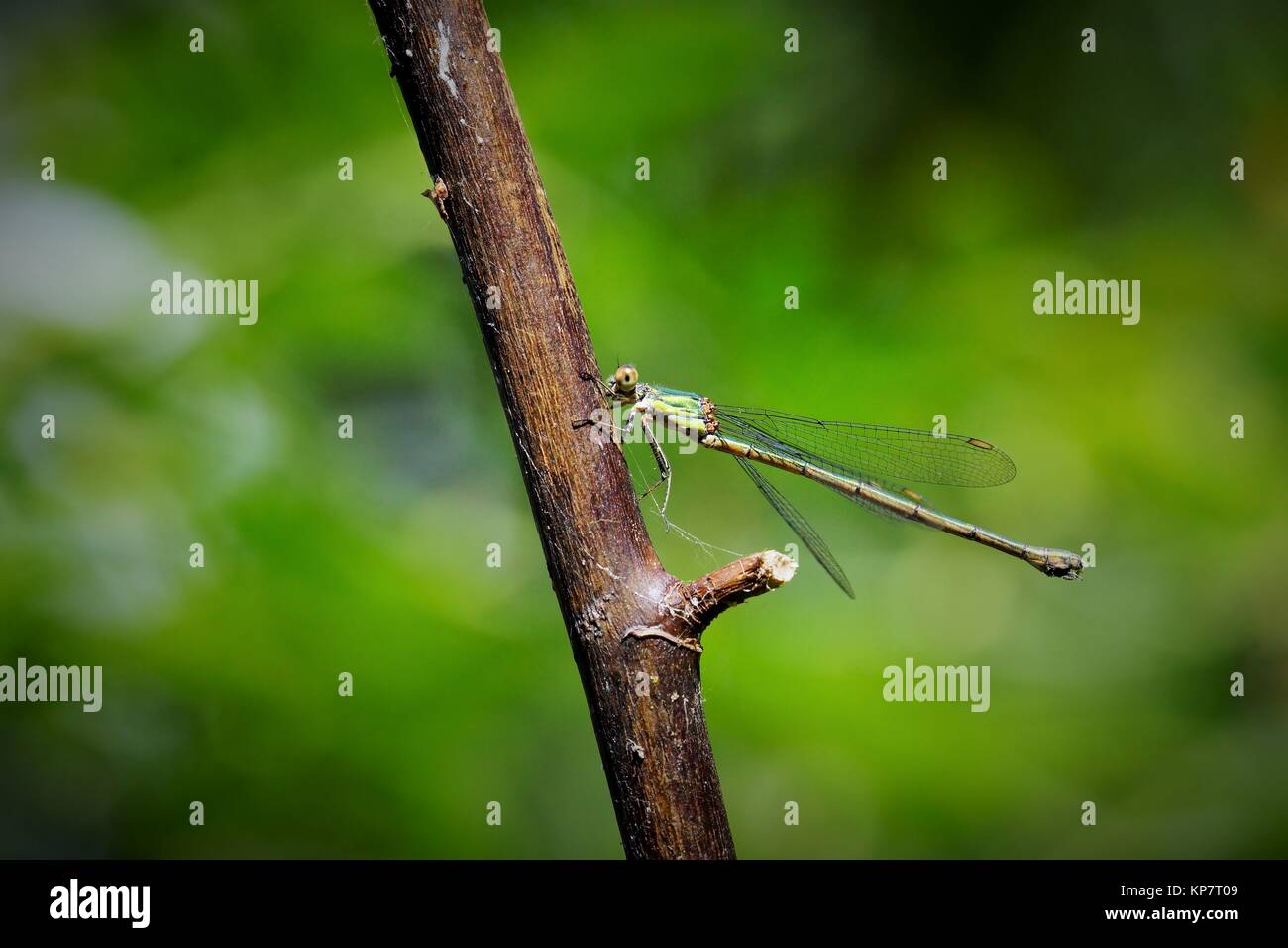 Dragonfly on a branch Stock Photo - Alamy
