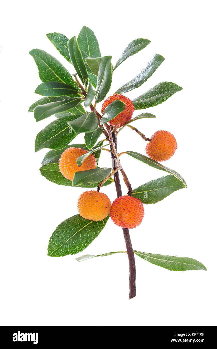 Arbutus branch and very ripe orange fruit on a white background Stock Photo