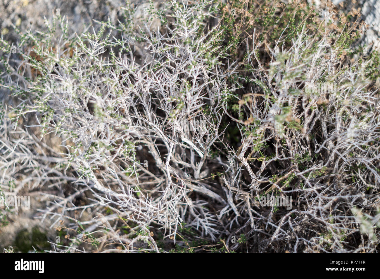 Evergreen sclerophyllous plants hires stock photography and images Alamy