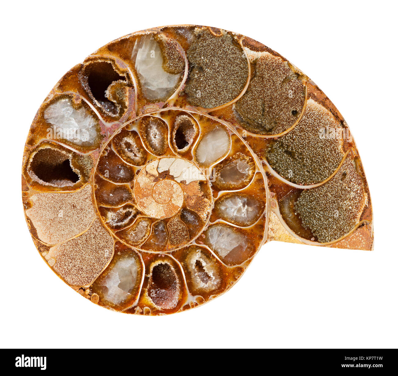 Ammonites ruled the Oceans for 370 million years before mysteriously becoming extinct at the end of the cretaceous period. Ammonites had a head with m Stock Photo