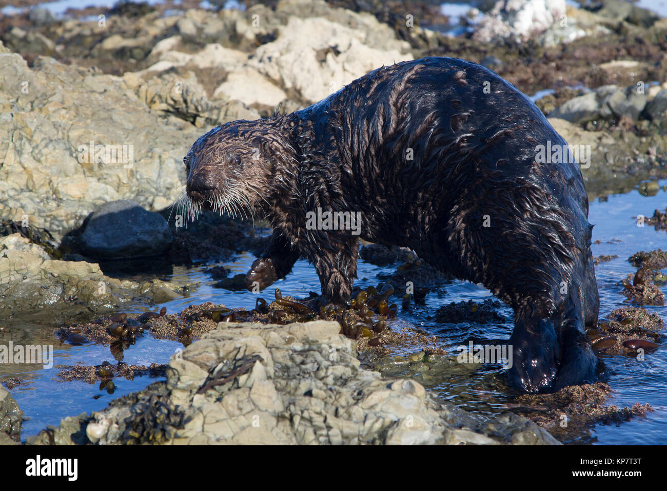 Sea Otter Which Walks Along Shallow Water To The Water On A Winter sea-otter-which-walks-along-shallow-water-to-the-water-on-a-winter