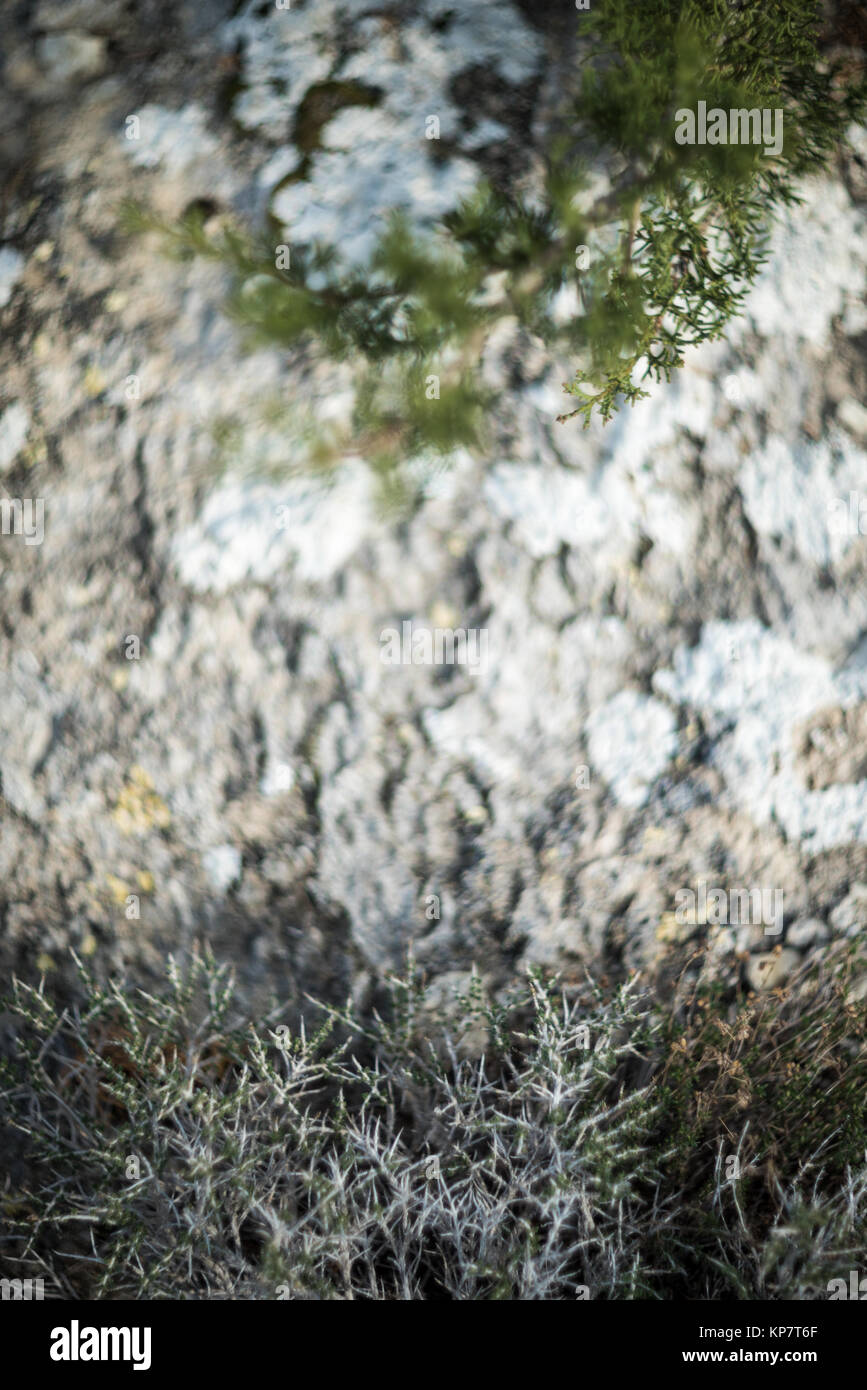 Evergreen sclerophyllous plants hires stock photography and images Alamy