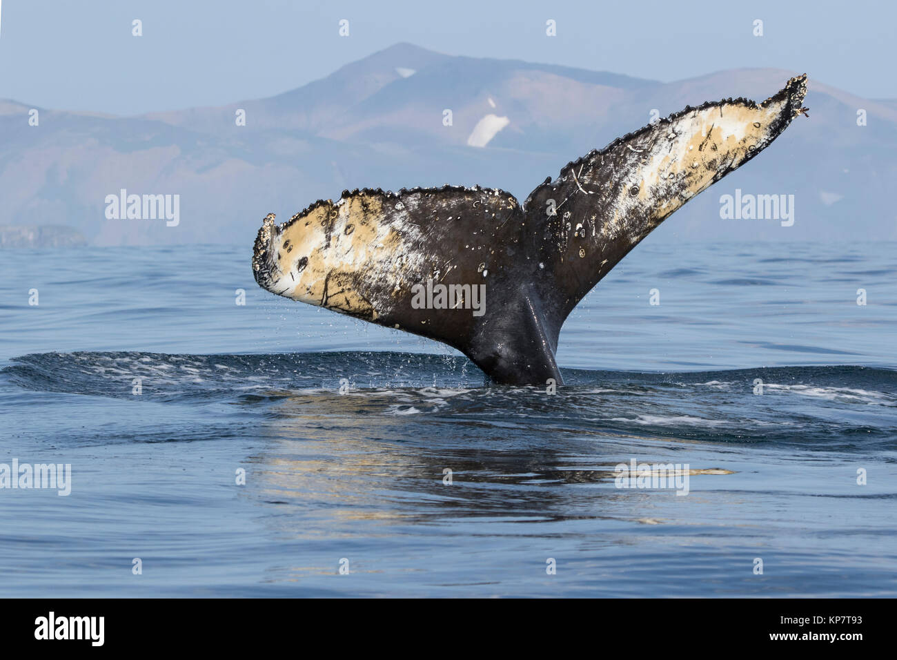 tail humpback whale diving into the waters of the Pacific Ocean against ...