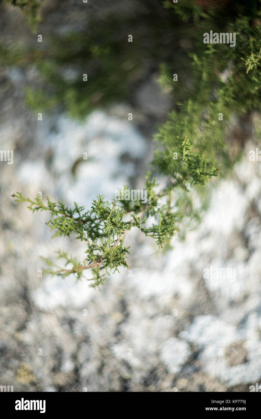 Evergreen sclerophyllous plants hires stock photography and images Alamy
