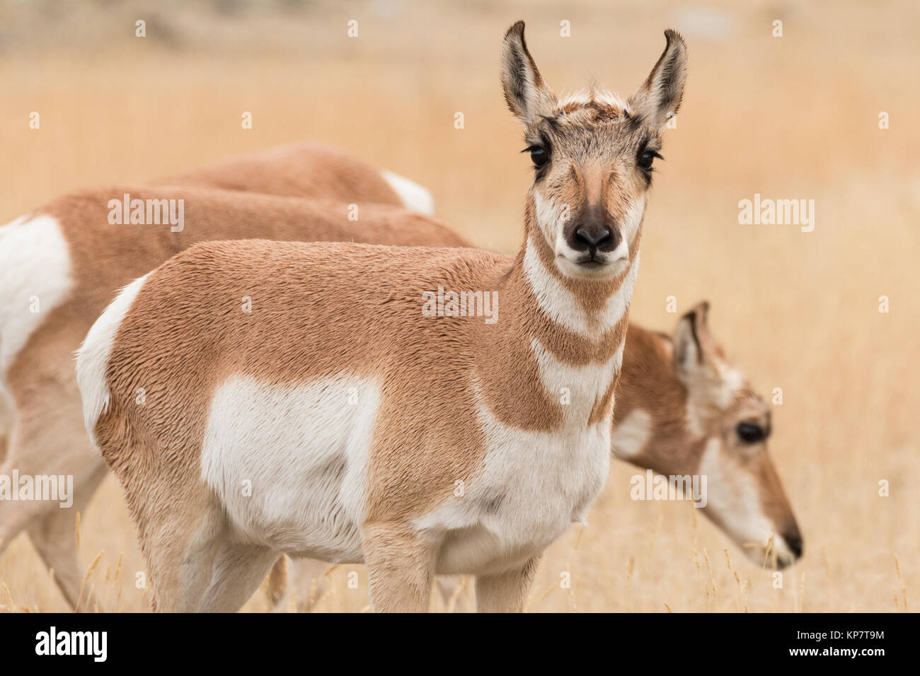 Female pronghorns grazing in Yellowstone National Park. Stock Photo