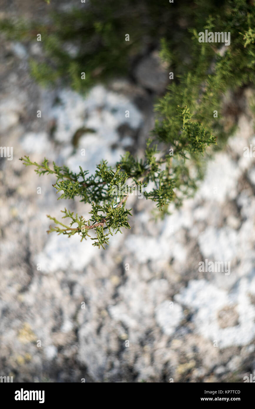 Evergreen plants in forest Stock Photo Alamy