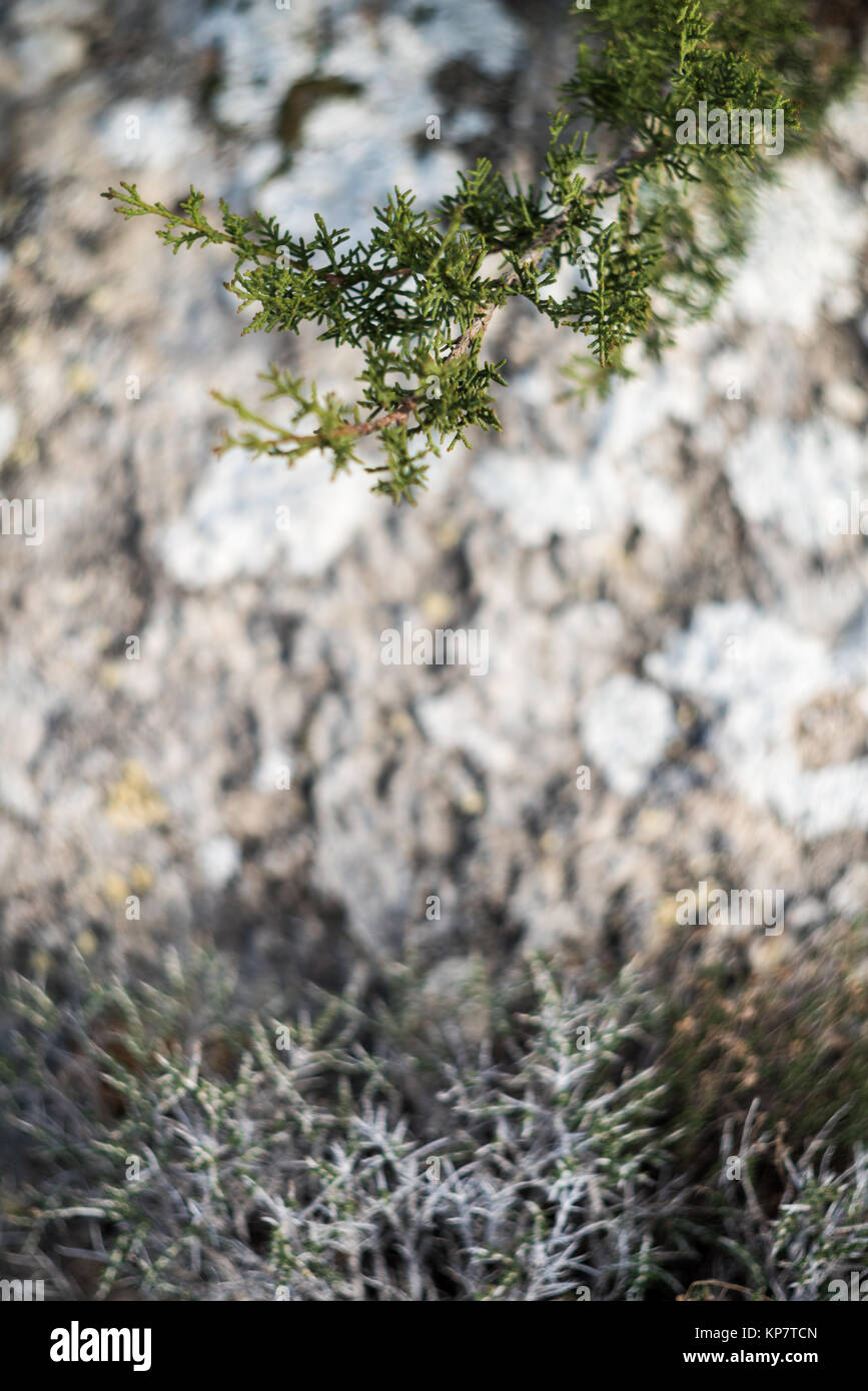 Evergreen plants in forest Stock Photo Alamy