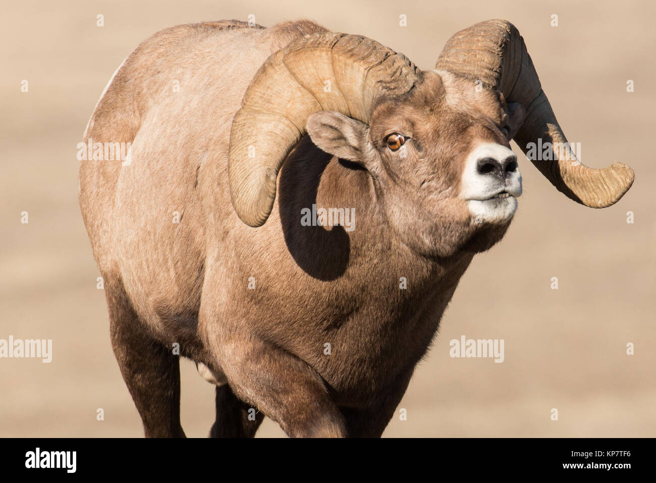 Bighorn ram scenting the air during the rut in Yellowstone National ...