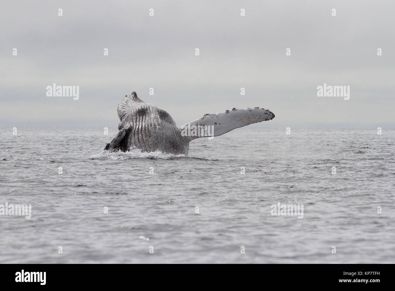 whale humpback jumping out of the water of the Pacific Ocean in the ...