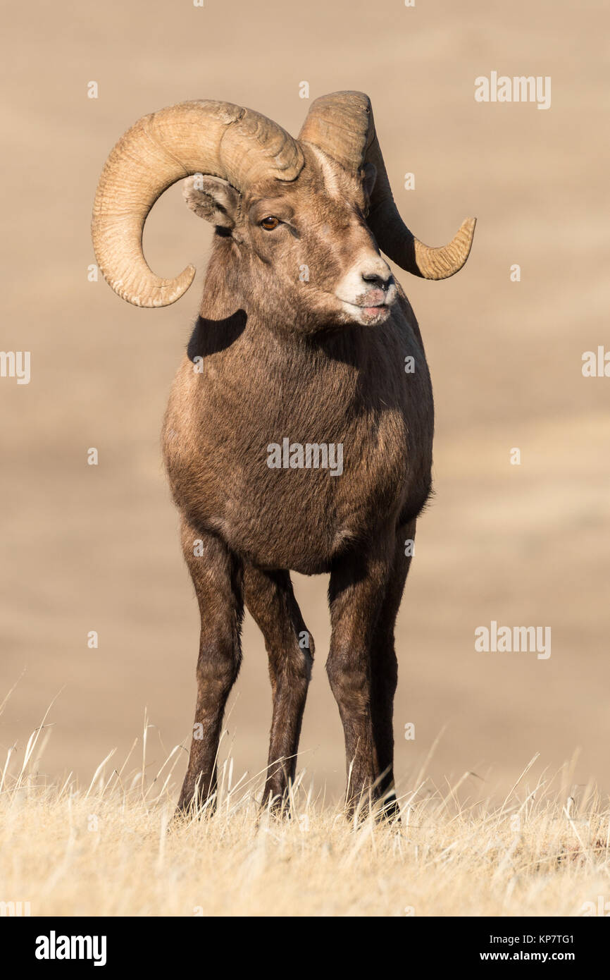 Bighorn ram showing signs of sore mouth disease in Yellowstone National Park Stock Photo