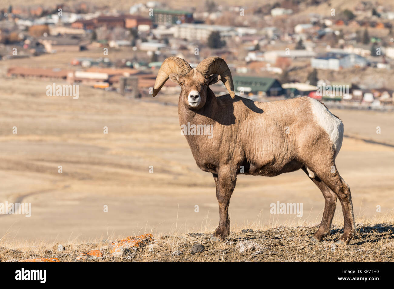 Bighorn ram in front of Gardiner, Montana Stock Photo