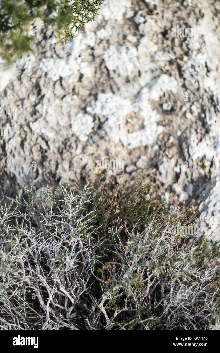 Evergreen sclerophyllous plants hires stock photography and images Alamy