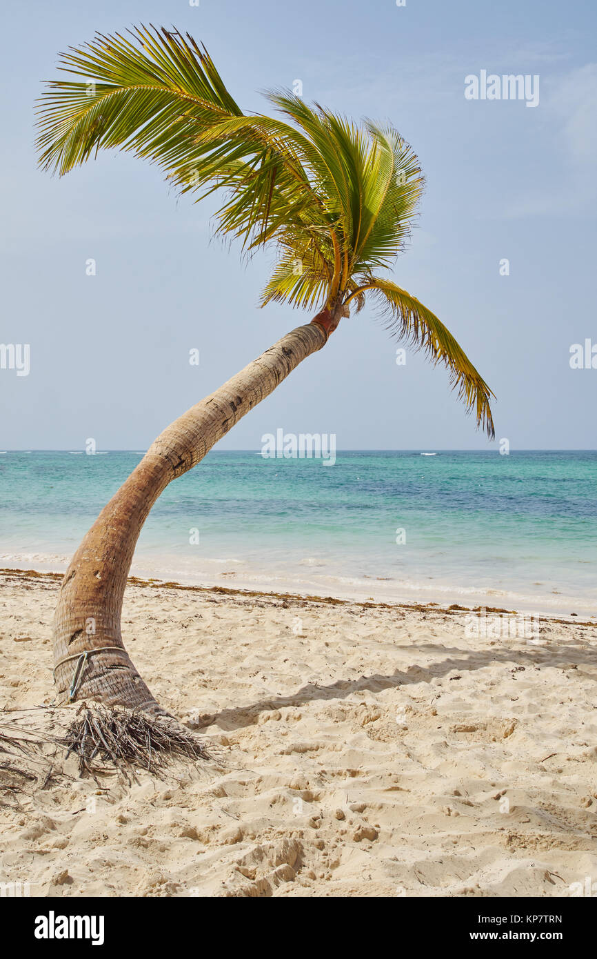 coconut palm on the caribbean beach Stock Photo