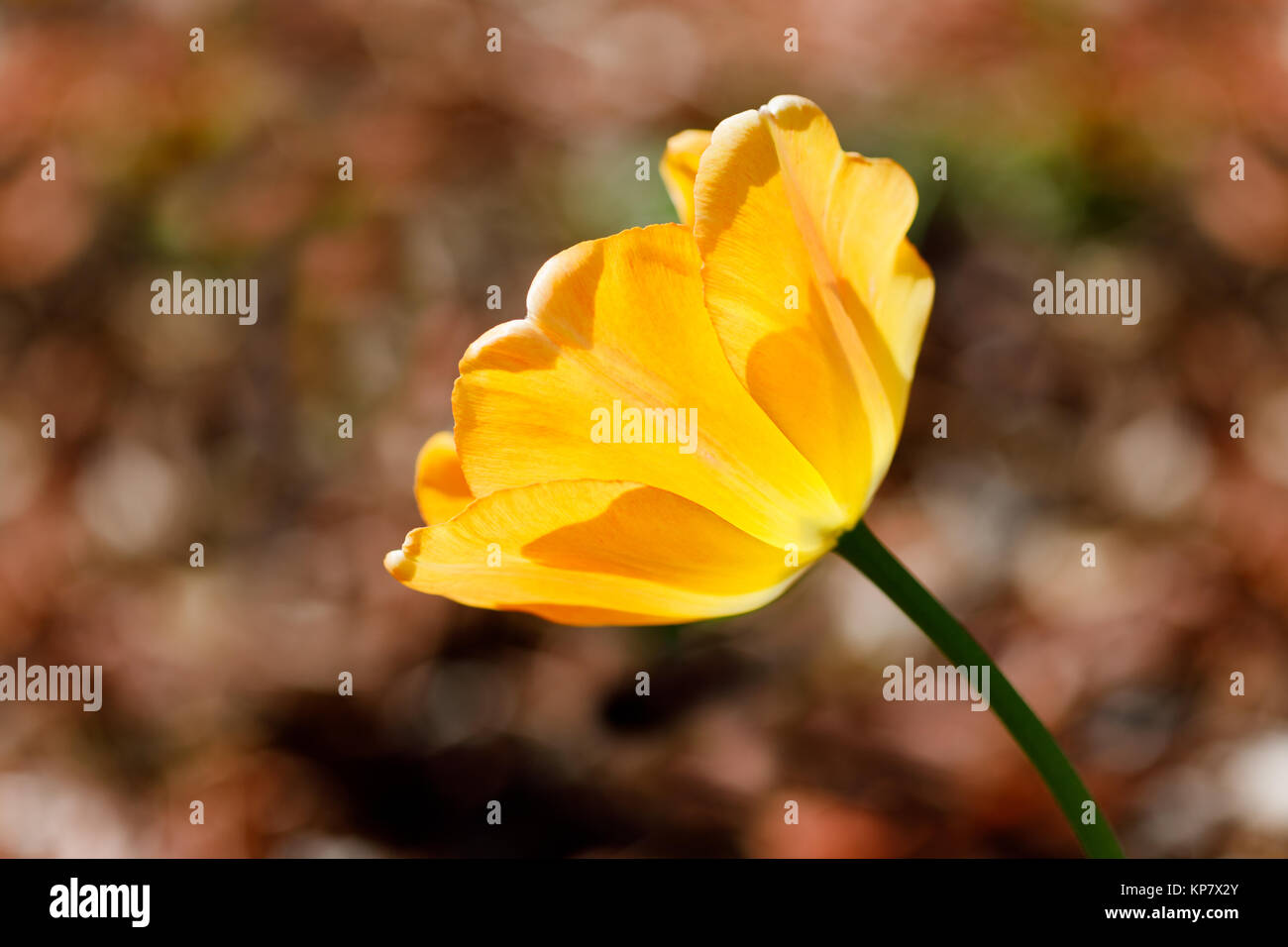 Tulip Color Yellow Single Bloom In Garden With Light Shining Through