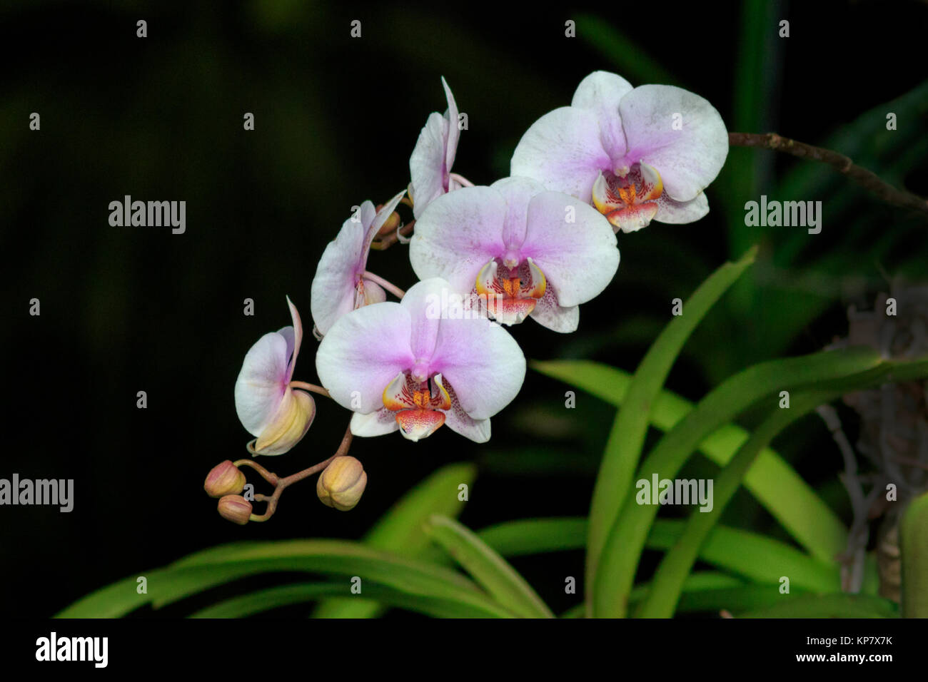 Orchid wild group in Costa Rica Rain Forest Stock Photo