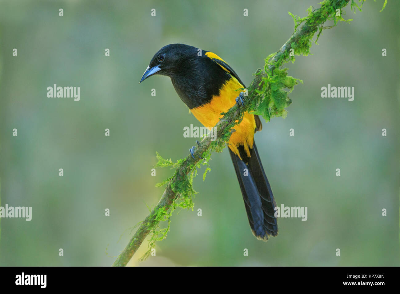 Black Vented Oriole On Branch In Costa Rica Rain Forest Stock Photo