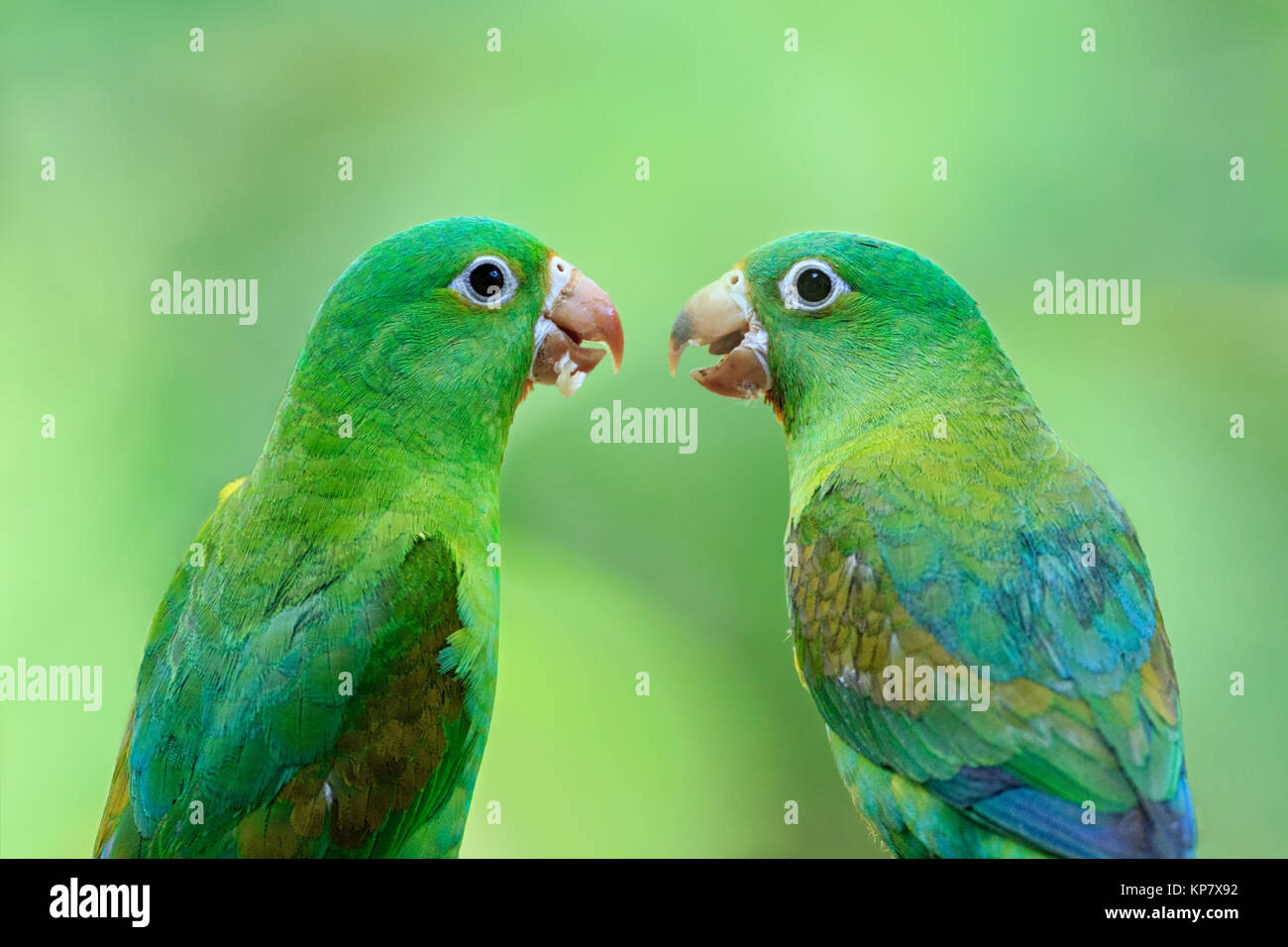 Two Orange Chinned Parakeets Looking At Each Other Intently Stock Photo