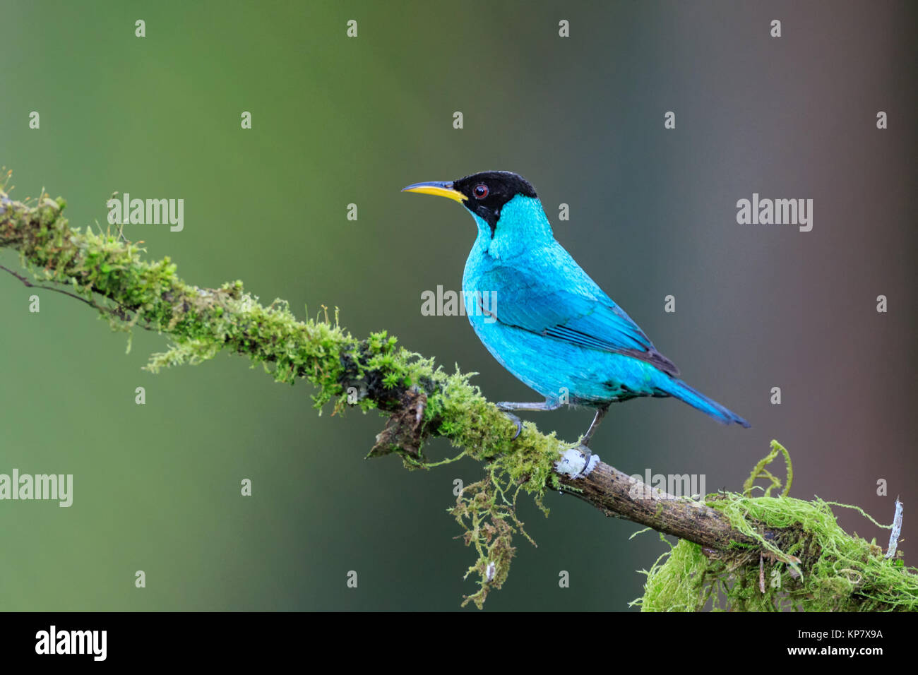 Green Honeycreeper on Branch in Costa Rica Rain Forest Stock Photo