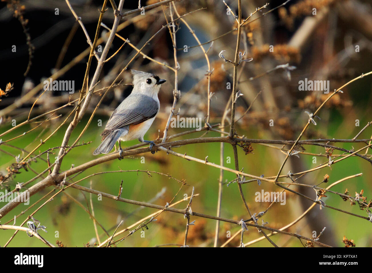 Tufted Titmouse Sitting in Tree Stock Photo