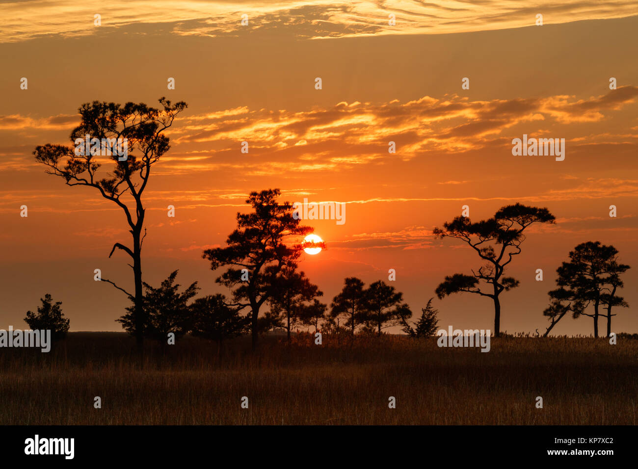 Sunset with Trees Silhouette in Saxis Wildlife Management Area Virginia Stock Photo