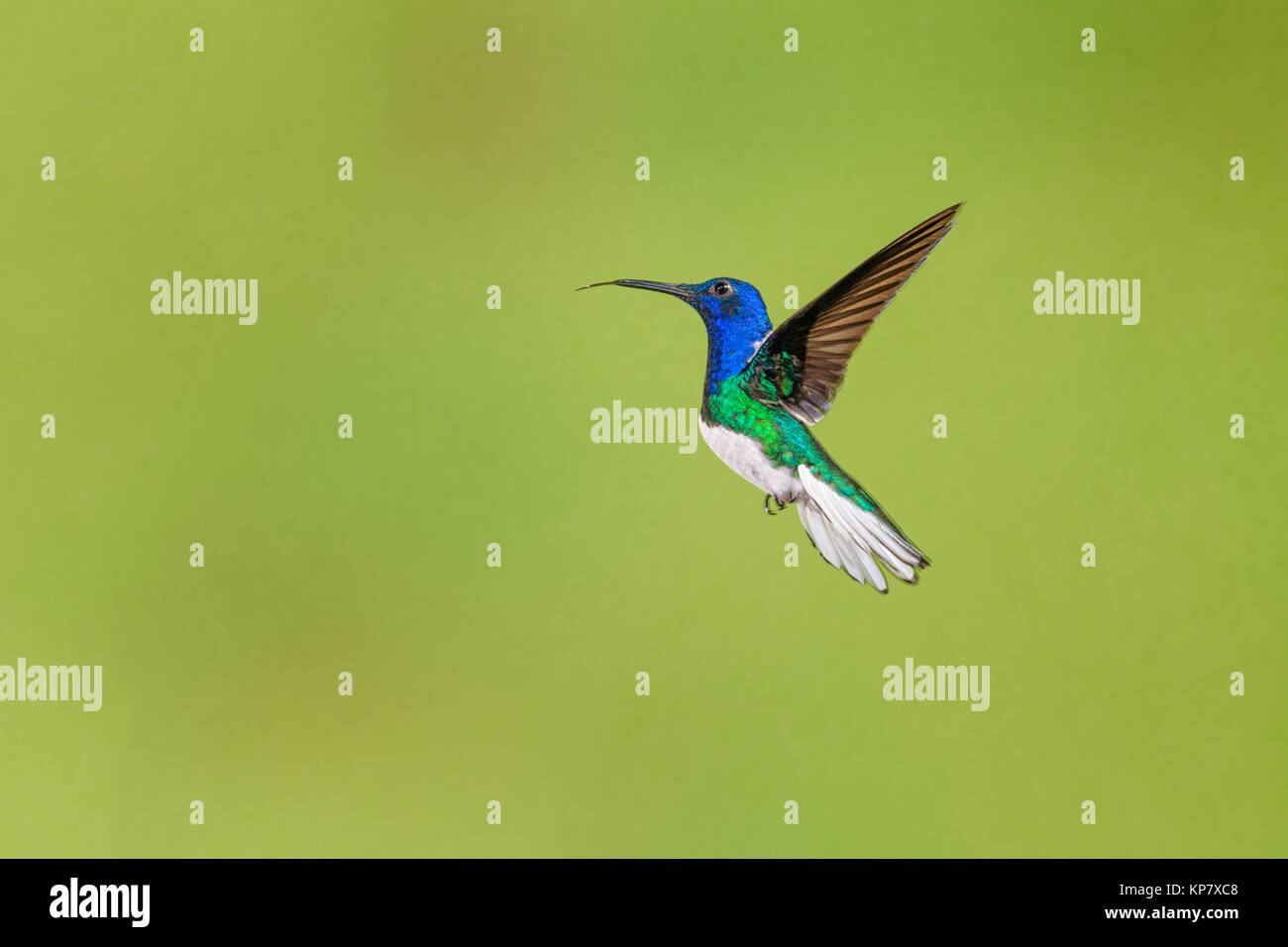 White Necked Jacobian Hummingbird in Flight Wings Outstretched Stock Photo