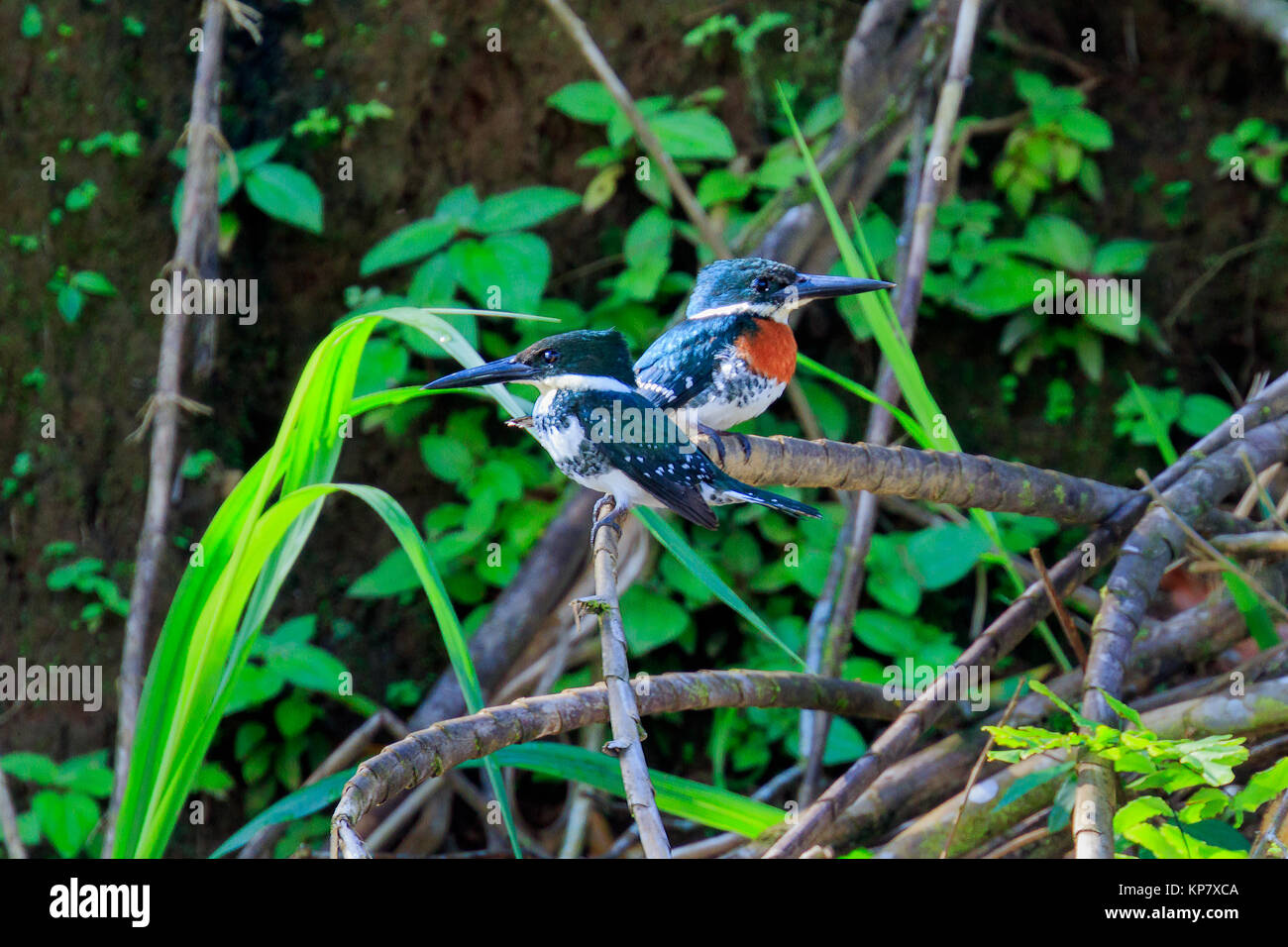 Green Kingfisher male and female in the rain forest of Costa Rica Stock Photo