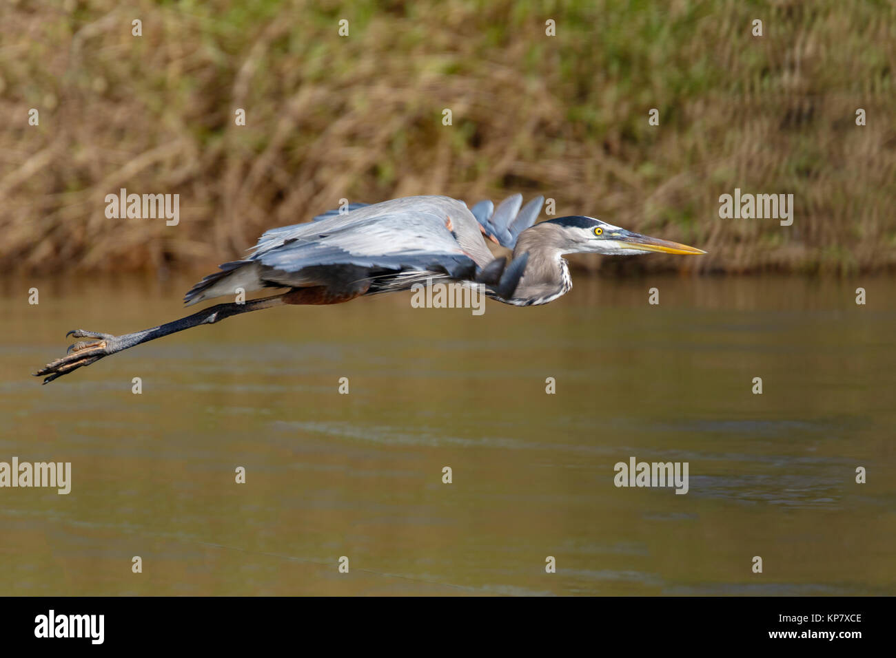 Great Blue Heron In Flight In Costa Rica Stock Photo