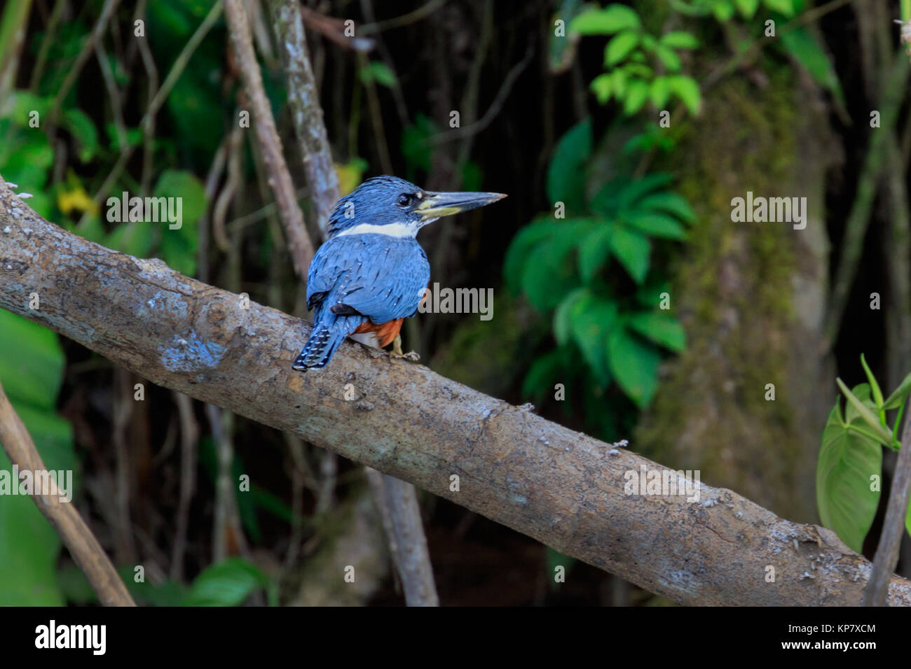 Kingfisher Green Kingfisher in the Costa Rica Rain forest Stock Photo