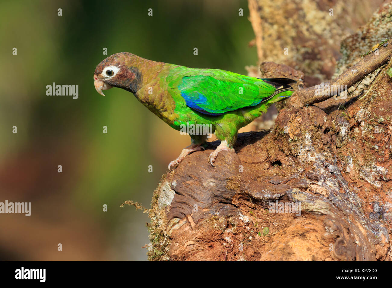 Brown Hooded Parrot From Costa Rica Rain Forest Stock Photo