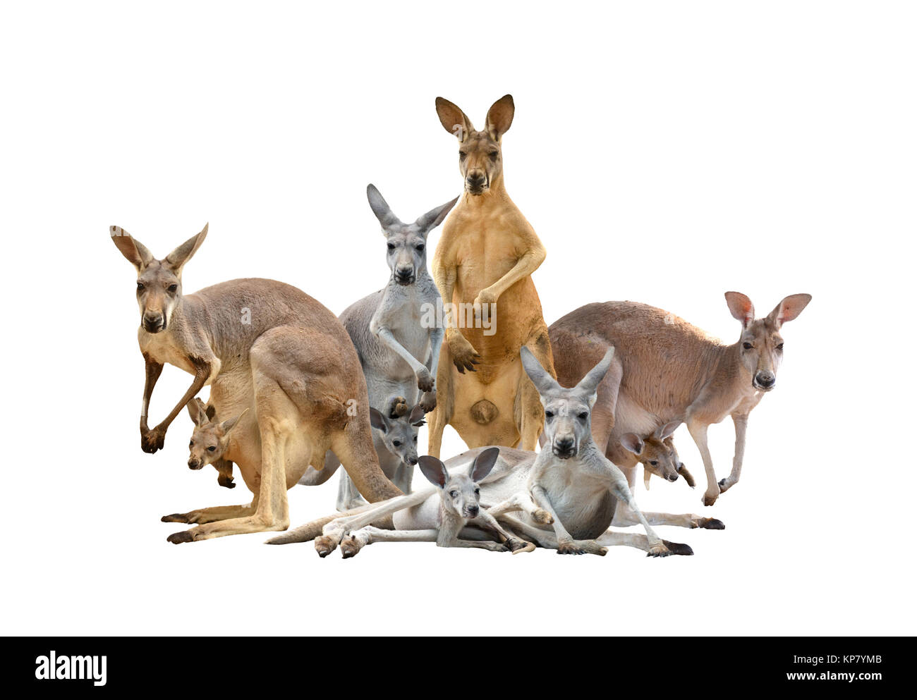 group of kangaroo Stock Photo Alamy