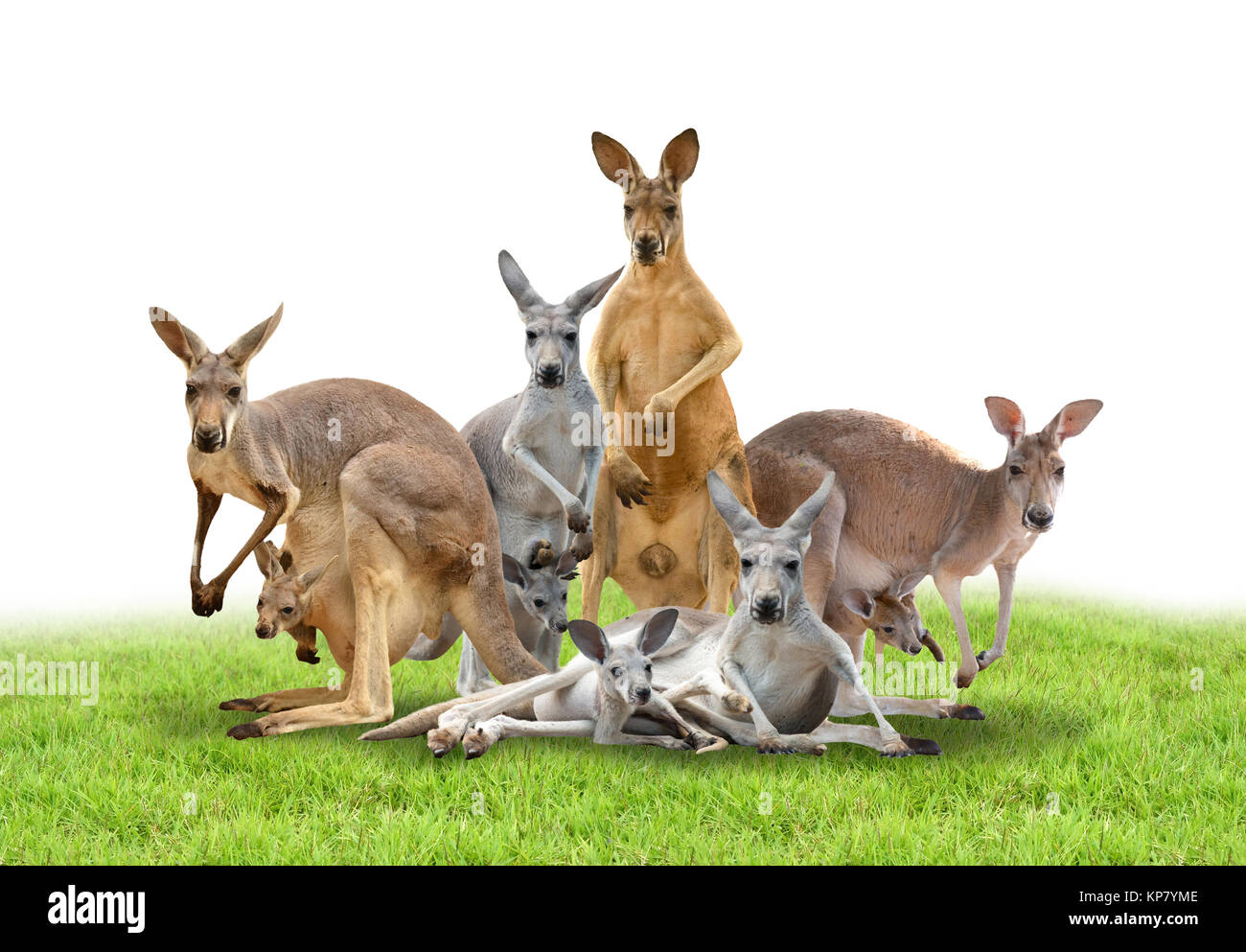 group of kangaroo Stock Photo Alamy