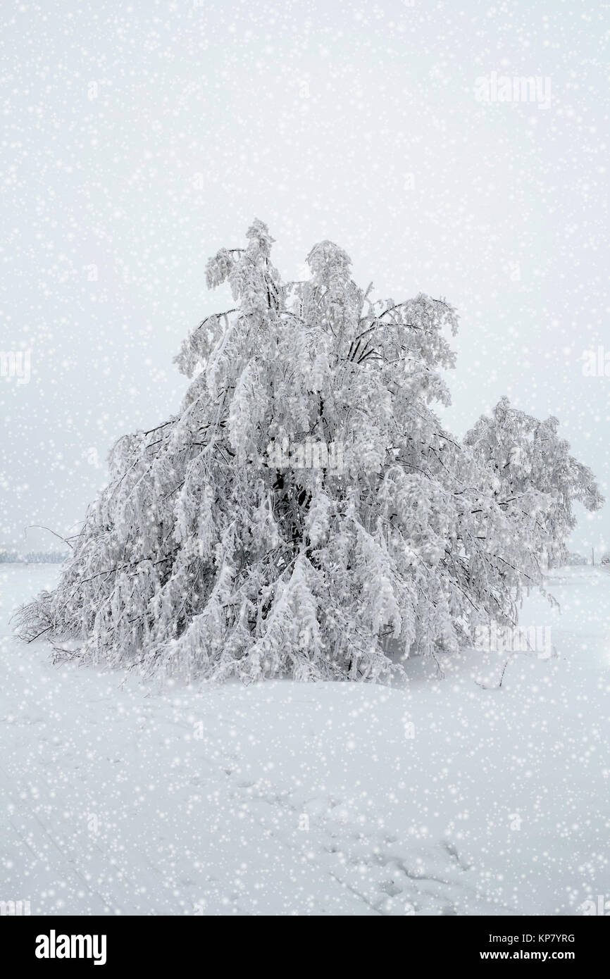 snowy trees in winter landscape Stock Photo - Alamy