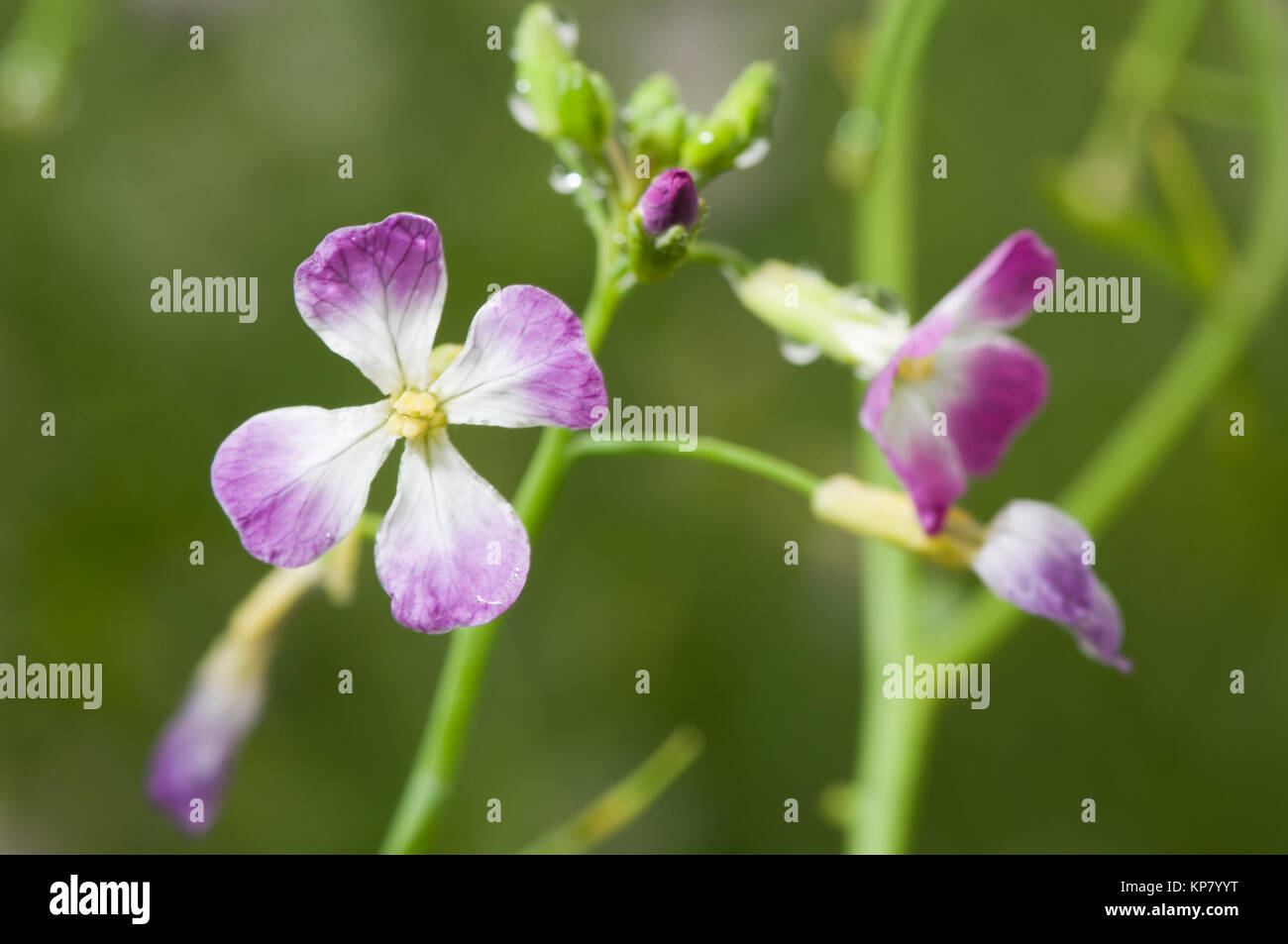 Nahaufnahme der Blüten des Wiesen-Schaumkrauts (Cardamine pratensis) vor unscharfen natürlichen Hintergrund Stock Photo