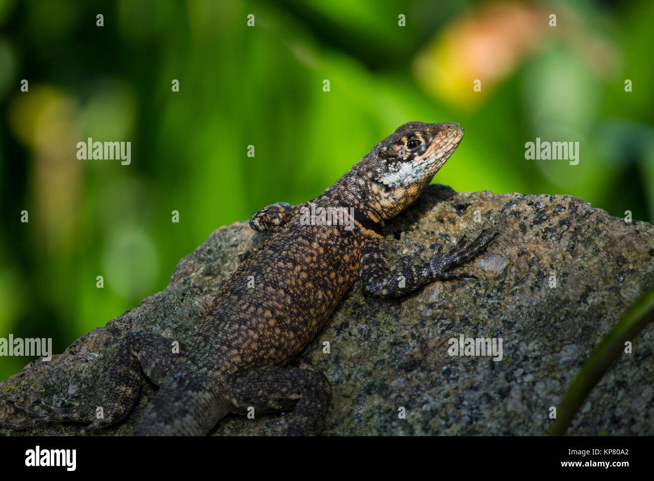 A Tropidurus hispidus lizard on a rock Stock Photo